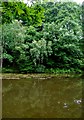 View of trees across the pond near Uncllys Farm, Wyre Forest