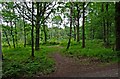 Wyre Forest near Uncllys Farm