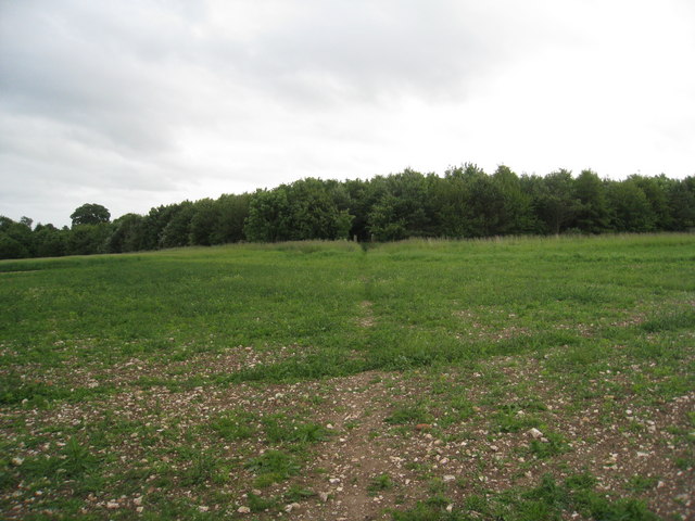 Plantation behind Maidenwell Manor Farm