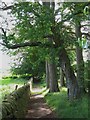 Path near Thornley Gate