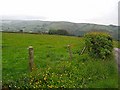 Flower-rich meadow above Stone House Farm