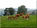 Cows and calves, Ale Oak Farm