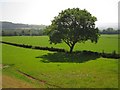 Near Llyswen: Pasture land leading down to the Wye