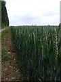TM3771 : Wheat Crop at Packway Farm by Geographer