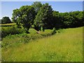 Summer grassland below Cefn Moel