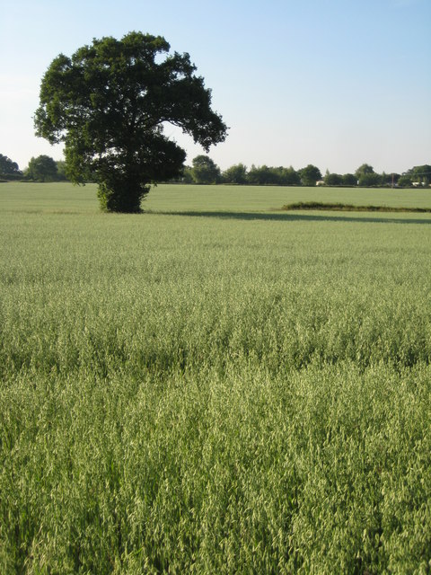 Oak Tree Newland © Philip Halling Geograph Britain And Ireland