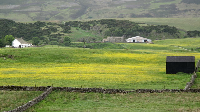 Hay Meadow in Upper Teesdale