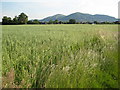 Oats and the Malvern Hills