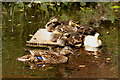 Ducks on Abbey Water, Romsey, Hampshire