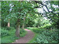 The edge of Tilehill Wood