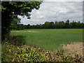 Hayes, cornfield