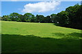 Grazing land beside the woodland