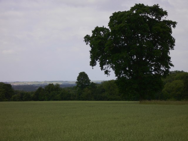 Field of oats north of Blendworth