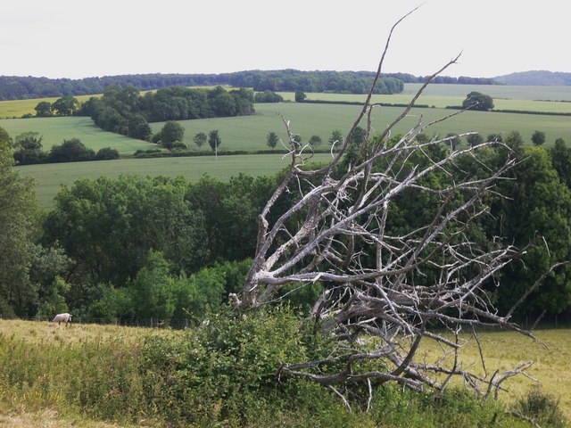 Deadwood and a view of Chalton Down