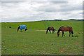 Horses grazing, Longfurlong Farm