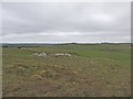 NC6855 : Peatland near Borgie by david glass