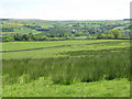 Pastures near High Broadwood Hall (2)