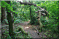 Footpath through Stewards Copse