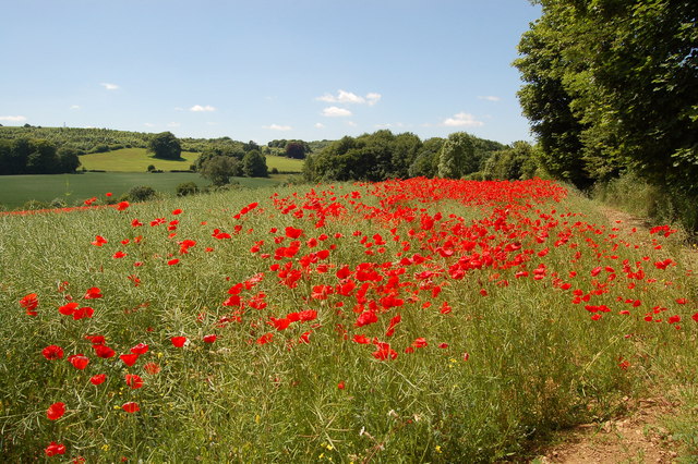 Field of poppies adjoining A436 near Coberley