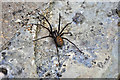 Common House Spider