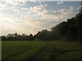 Footpath beside Plurenden Wood