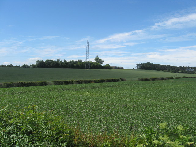 Turnip field at Whitrig