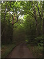 TR1151 : Capel Road in Capel Wood by David Anstiss