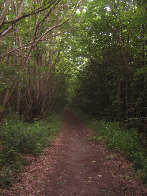 Bridleway in Capel Wood