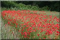 Poppies near Aberdour