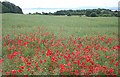 Poppy Field at Aberdour