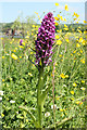 SK4581 : Common Spotted Orchid by Richard Croft