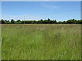 Grassland, Dunhampton