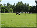 Horses grazing near The Riddings