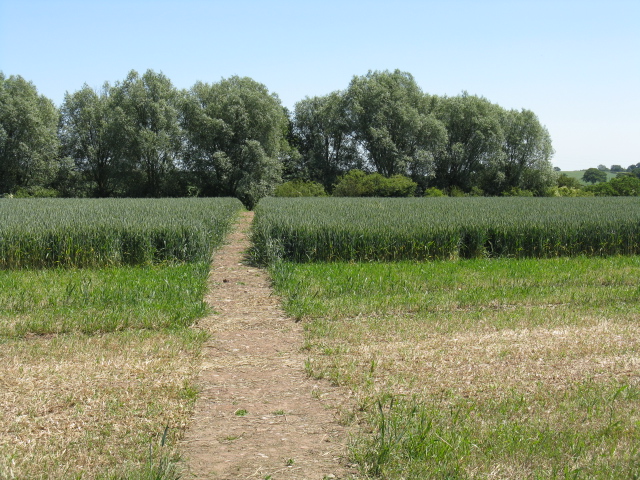 Footpath through the crops, Doverdale