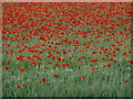 SJ4705 : Poppyfield at evening by Jeremy Bolwell