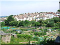 Allotments by Watts Meadow, Rochester