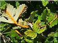 NS3976 : Meadowsweet Rust (Triphragmium ulmariae) by Lairich Rig
