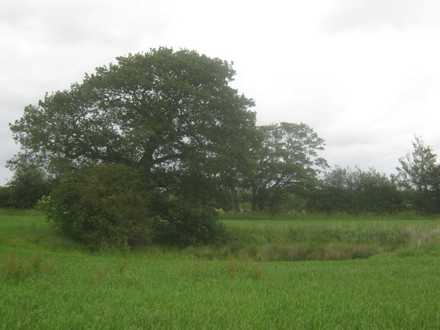 Pond in a field