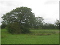 Pond in a field