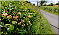 The Ballyglighorn Road near Comber (2)