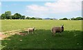 Sheep north of the Efailnewydd-Gorphwysfa road