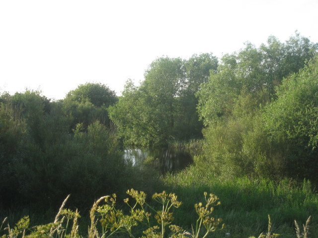 Pond and Willows