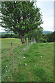 Fence marking a field edge near Loch Awe