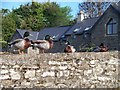 W4955 : Ducks on the wall by Michael Dibb