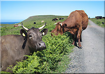 D0951 : Cattle, Rathlin Island by Rossographer