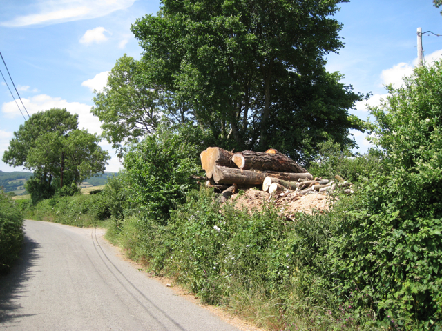 Recently-felled trees, Whistley Hill Cross