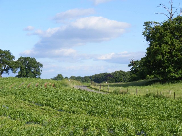 Maize field near Combermere Abbey