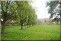 A line of trees, Upper Norwood Recreation Ground