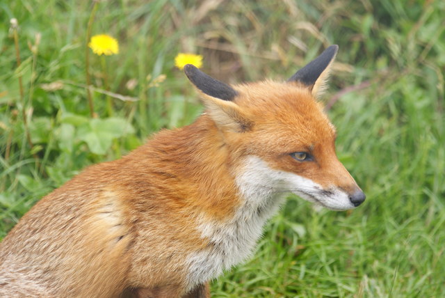 Red Fox At The British Wildlife Centre © Peter Trimming Cc By Sa2