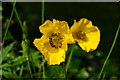 Welsh Poppies, Lingfield, Surrey